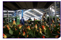 090128_flowers.jpg